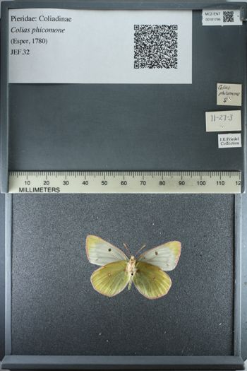 Media type: image;   Entomology 181796